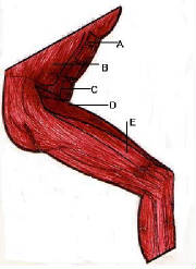 oneredlegwords.jpg